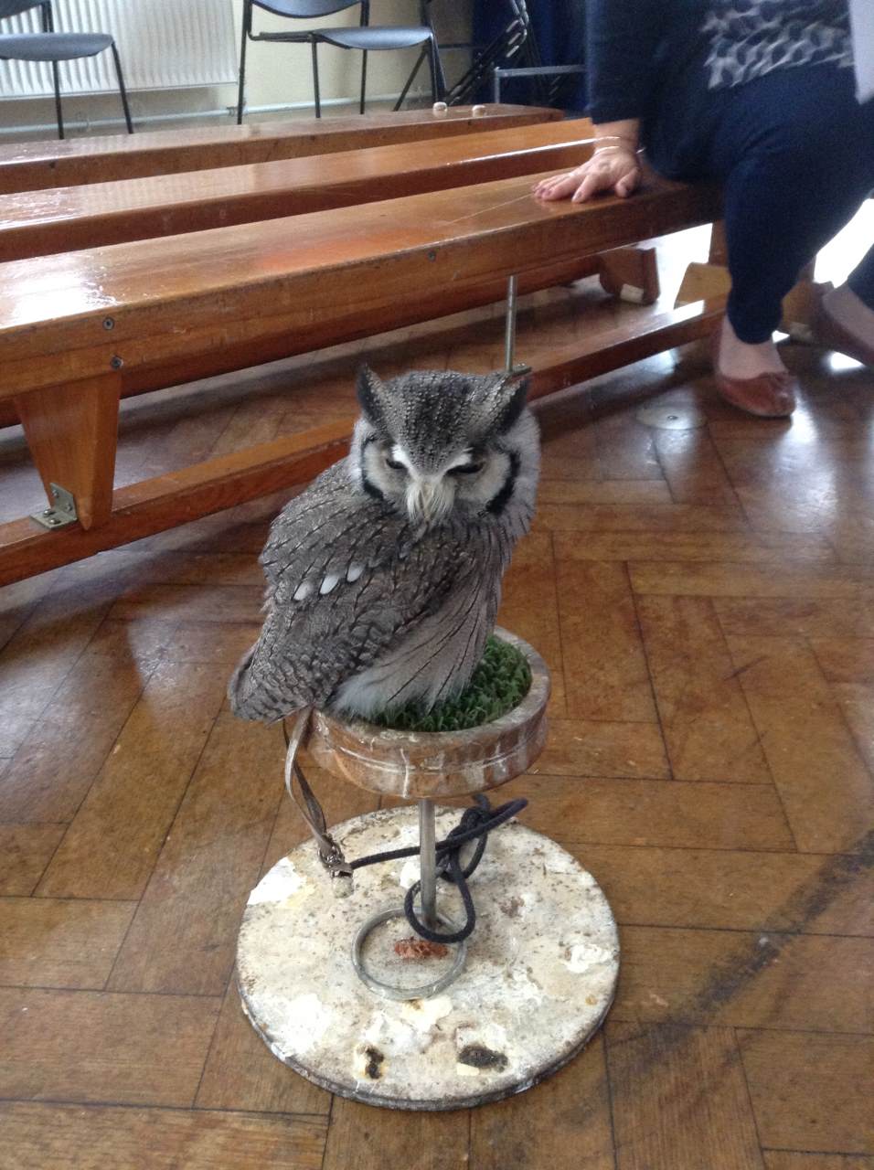 owl visit